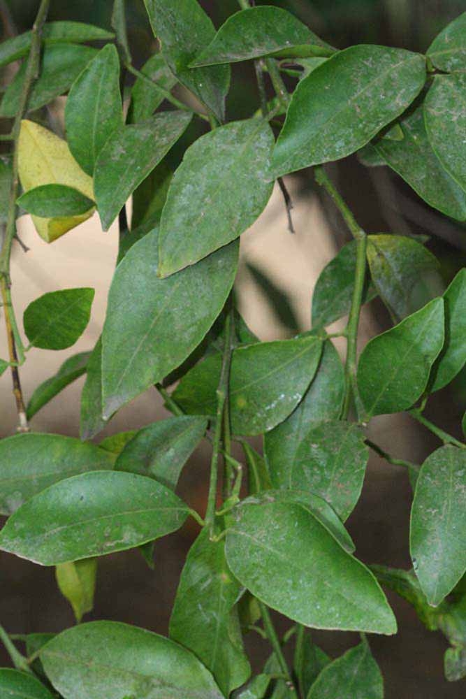              Shade leaves (Riverside, CA)       